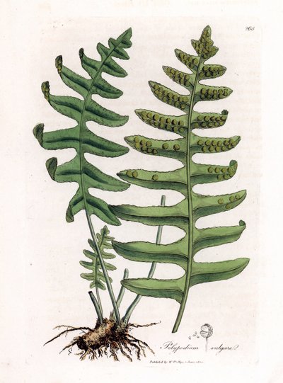 Polipoda común o regaliz de palo (helecho) - Polipodia común, Polypodium vulgare. Grabado en cobre coloreado a mano de una ilustración botánica de James Sowerby de "Botánica Médica" de William Woodville y Sir William Jackson Hooker, John Bohn, Londres. de James Sowerby