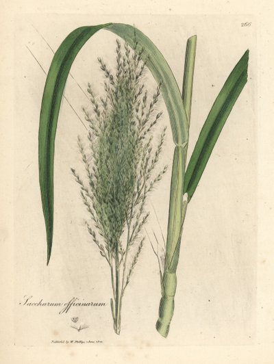 Caña de azúcar común, Saccharum officinarum de James Sowerby