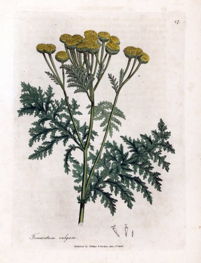 Tanaceto común o salpicón - Tansy, Tanacetum vulgare. Grabado en cobre coloreado a mano a partir de una ilustración botánica de James Sowerby de "Botánica Médica" de William Woodville y Sir William Jackson Hooker, John Bohn, Londres. de James Sowerby