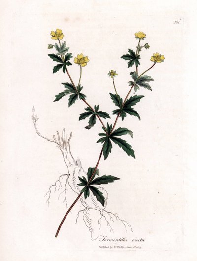 Tormentil común, Potentilla erecta. Grabado en cobre coloreado a mano a partir de una ilustración botánica de James Sowerby de "Medical Botany" de William Woodville y Sir William Jackson Hooker, John Bohn, Londres. de James Sowerby