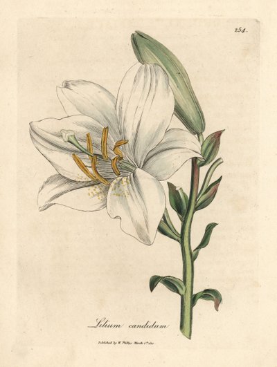 Lirio blanco común, Lilium candidum de James Sowerby