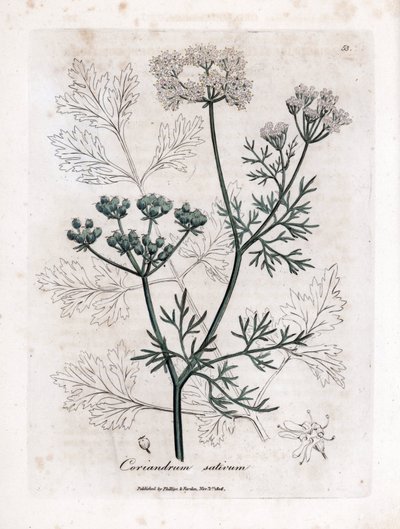 Cilantro (Coriandrum sativum). Grabado en cobre coloreado a mano a partir de una ilustración de James Sowerby. Extracto del libro de William Woodville y Sir William Jackson Hooker "Botanique medicinale" 1832. El incansable Sowerby (1757-1822) dibujó más de de James Sowerby