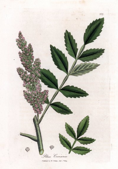 Corroyere o zumaque de los corroyeurs o viajeros - Zumaque de hoja de olmo, Rhus coriaria. Grabado en cobre coloreado a mano a partir de una ilustración botánica de James Sowerby de "Botánica Médica" de William Woodville y Sir William Jackson Hooker, John  de James Sowerby