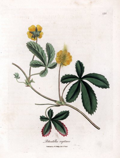 Creeping cinquefoil or quintefeuille - Cinquefoil común, Potentilla reptans. Grabado en cobre coloreado a mano de una ilustración botánica de James Sowerby extraída de "Medical Botany" de William Woodville y Sir William Jackson Hooker, John Bohn, Londres. de James Sowerby
