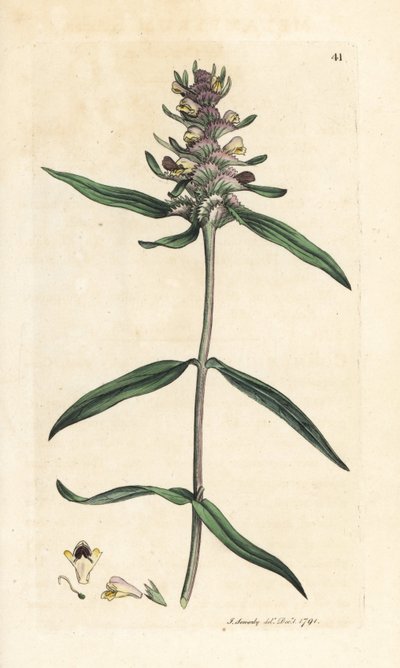Crested cowwheat, Melampyrum cristatum (Melampyre) Grabado en cobre coloreado a mano según una ilustración de James Sowerby de James Smith