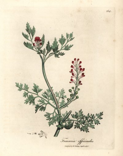Fumaria de flor carmesí, Fumaria officinalis de James Sowerby