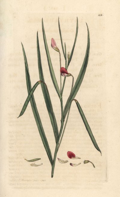 Avefría carmesí, Lathyrus nissolia. Grabado en cobre coloreado a mano según una ilustración de James Sowerby de James Smith