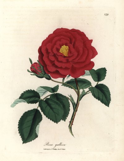 Rosa oficinal carmesí, Rosa gallica de James Sowerby