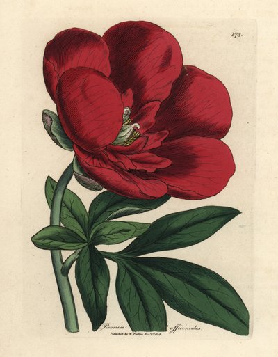 Peonía carmesí, Paeonia officinalis de James Sowerby