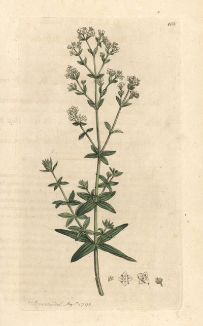 Galium boreale (gaillet boreal) Grabado en cobre coloreado a mano según una ilustración de James Sowerby de James Smith