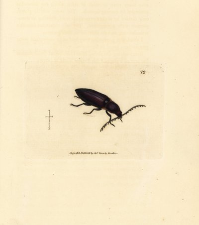 Escarabajo Ctenicera cuprea (Elater chalybeus). Grabado en cobre coloreado a mano por James Sowerby de The British Miscellany, or Coloured figures of new, rare, or little known animal subjects. de James Sowerby