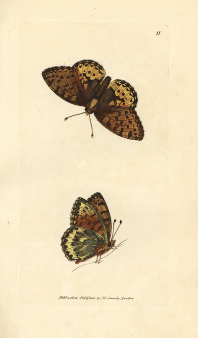Frutilaria verde oscuro, Argynnis aglaia (mariposa Charlotte, Papilio charlotta). Grabado en cobre coloreado a mano por James Sowerby de The British Miscellany, or Coloured figures of new, rare, or little known animal subjects. de James Sowerby