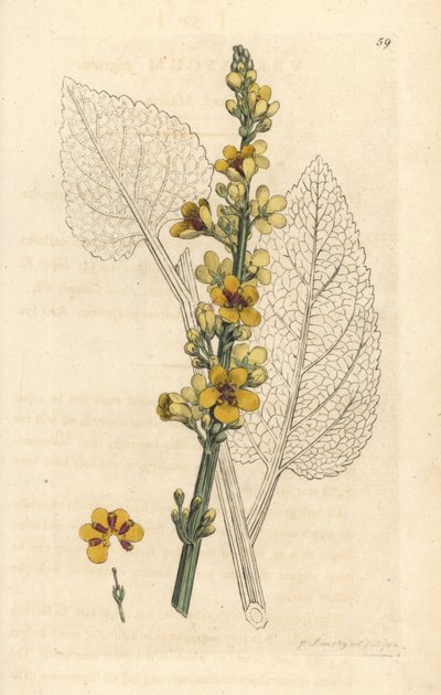 Gordolobo, Verbasum nigrum (molene negro) Grabado en cobre coloreado a mano según una ilustración de James Sowerby de Botánica inglesa de James Smith, Londres. de James Sowerby