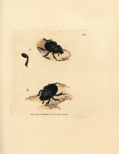 Escarabajo Dor, Geotrupes puncticollis (Scarabaeus spiniger). Grabado en cobre coloreado a mano por James Sowerby de The British Miscellany, or Coloured figures of new, rare, or little known animal subjects. de James Sowerby