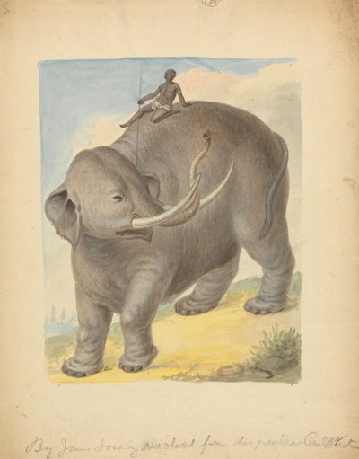 Elefante con jinete de James Sowerby
