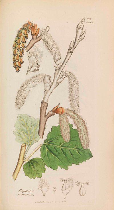 Botánica Inglesa, 1790-1800 de James Sowerby
