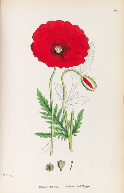 Botánica Inglesa de James Sowerby