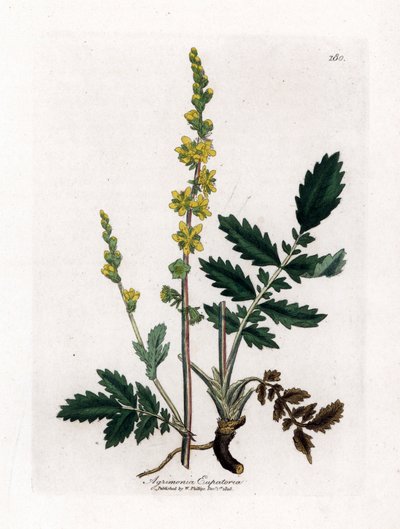 Agrimonia eupatoria, Agrimonia eupatoria. Grabado en cobre coloreado a mano a partir de una ilustración botánica de James Sowerby de "Medical Botany" de William Woodville y Sir William Jackson Hooker, John Bohn, Londres. de James Sowerby