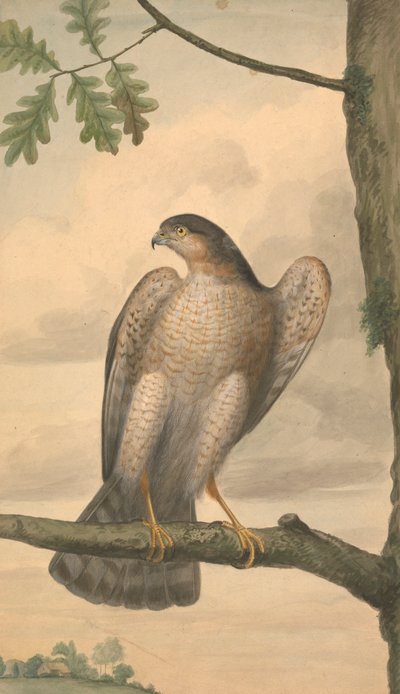 Gavilán euroasiático de James Sowerby