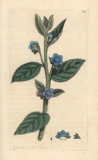 Pentaglottis sempervirens (Anchusa sempervirens) Grabado en cobre coloreado a mano según una ilustración de James Sowerby de James Smith