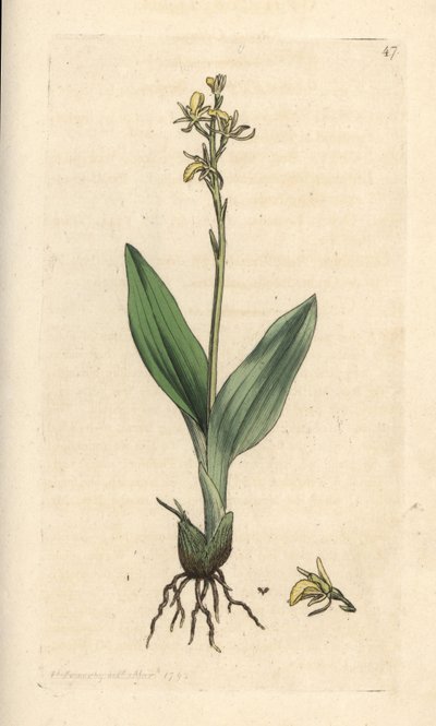 Orquídea de los pantanos, Liparis loeselii (Ophrys enana, Ophrys loeselii). Grabado en cobre coloreado a mano según una ilustración de James Sowerby de James Smith