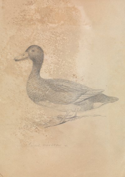 Porrón pardo de James Sowerby
