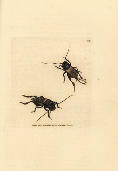 Grillo de campo, Gryllus campestris (Accheta campestris). Grabado en cobre coloreado a mano por James Sowerby de The British Miscellany, or Coloured figures of new, rare, or little known animal subjects. de James Sowerby