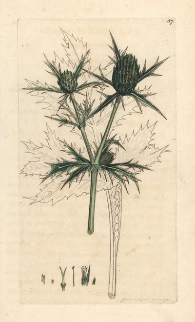 Field eryngo, Eryngium campestre (Panicaut champetre) Grabado en cobre coloreado a mano según una ilustración de James Sowerby de James Smith