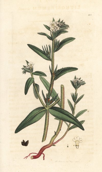 Buglossoides arvensis (Lithospermum arvense) (Gremil des champs) Grabado en cobre coloreado a mano según una ilustración de James Sowerby de James Smith