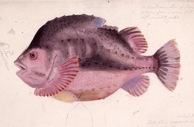 Pescado de James Sowerby