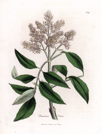Fresno en flor, Fraxinus ornus. Grabado en cobre coloreado a mano a partir de una ilustración botánica de James Sowerby de la obra de William Woodville y Sir William Jackson Hooker "Medical Botany", John Bohn, Londres. de James Sowerby