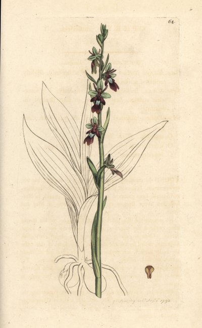 Orquídea mosca, Ophrys insectifera (Fly orchis, Ophrys muscifera). Grabado en cobre coloreado a mano según una ilustración de James Sowerby de James Smith