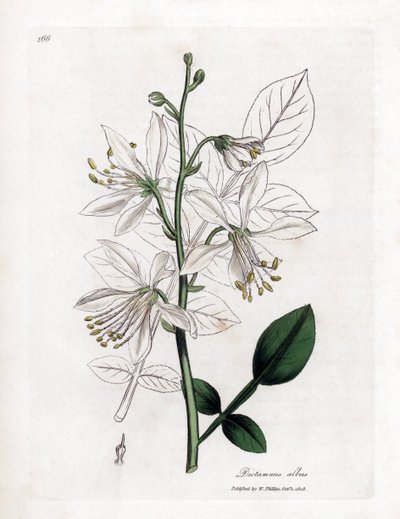 Fraxinelle - Fraxinela blanca o basarda, Dictamnus albus. Grabado en cobre coloreado a mano a partir de una ilustración botánica de James Sowerby de "Medical Botany" de William Woodville y Sir William Jackson Hooker, John Bohn, Londres. de James Sowerby