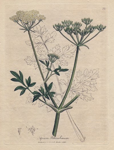 Perejil frito (Apium petroselinum). Grabado en cobre coloreado a mano a partir de una ilustración de James Sowerby. Extracto del libro de William Woodville y Sir William Jackson Hooker "Botanique medicinale" 1832. El incansable Sowerby (1757-1822) dibujó m de James Sowerby