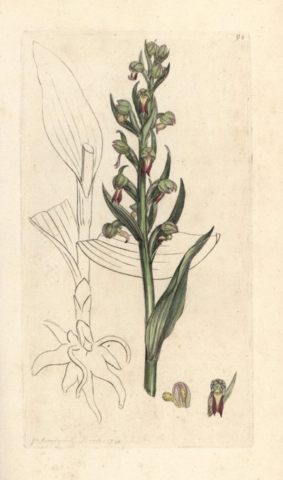 Orquídea rana, Dactylorhiza viridis (Satyrium viride). Grabado en cobre coloreado a mano según una ilustración de James Sowerby de James Smith