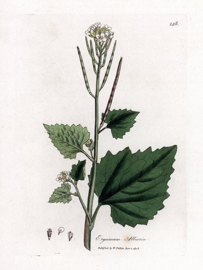 Mostaza del ajo, Alliaria petiolata. Grabado en cobre coloreado a mano a partir de una ilustración botánica de James Sowerby extraída de "Medical Botany" de William Woodville y Sir William Jackson Hooker, John Bohn, Londres. de James Sowerby