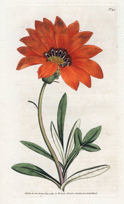 Gazania (gazania) empinada - Litografía de James Sowerby (1757-1822), de la Revista Botánica de William Curtis (1746-1799) de James Sowerby