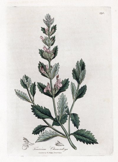 Germandree petit oak - Germander común, Teucrium chamaedrys. Grabado en cobre coloreado a mano de una ilustración botánica de James Sowerby extraída de "Medical Botany" de William Woodville y Sir William Jackson Hooker, John Bohn, Londres. de James Sowerby