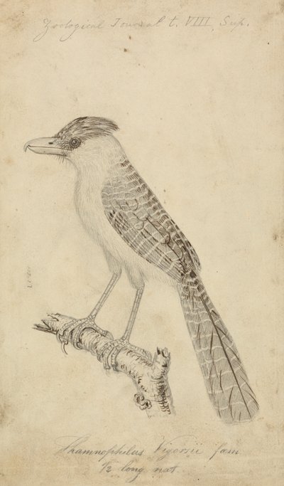 Hormiguero gigante de James Sowerby