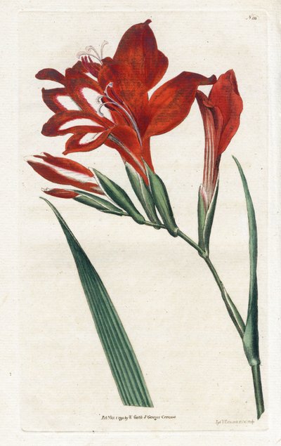 Glaieul cardinal - Litografía de James Sowerby (1757-1822), del Botanical Magazine de William Curtis (1746-1799) de James Sowerby
