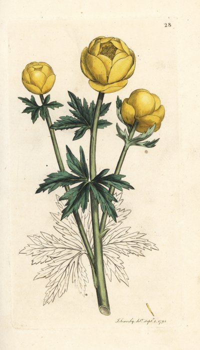 Flor de globo, Trollius europaeus. Grabado en cobre coloreado a mano según una ilustración de James Sowerby de James Smith