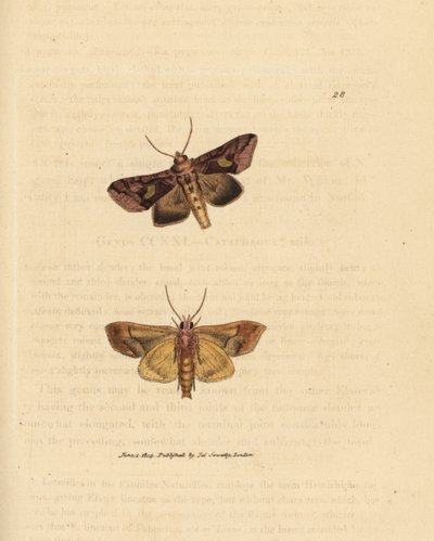 Polilla dorada, Autographa bractea (Phalaena Noctua bractea). Grabado en cobre coloreado a mano por James Sowerby de The British Miscellany, or Coloured figures of new, rare, or little known animal subjects. de James Sowerby