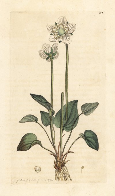 Hierba del Parnaso, Parnassia palustris Grabado en cobre coloreado a mano según una ilustración de James Sowerby de la obra Botánica inglesa de James Smith, Londres. de James Sowerby