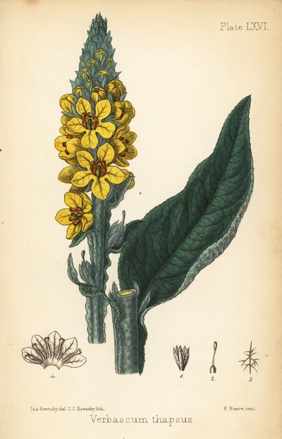 Gordolobo, Verbasum thapsus. Litografía coloreada a mano de Charlotte Caroline Sowerby a partir de una ilustración de James Sowerby de la Flora Homeopathica de Edward Hamilton, Bailliere, Londres. de James Sowerby