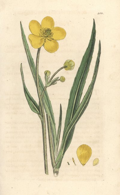 Ranunculus lingua Grabado en cobre coloreado a mano según una ilustración de James Sowerby de James Smith