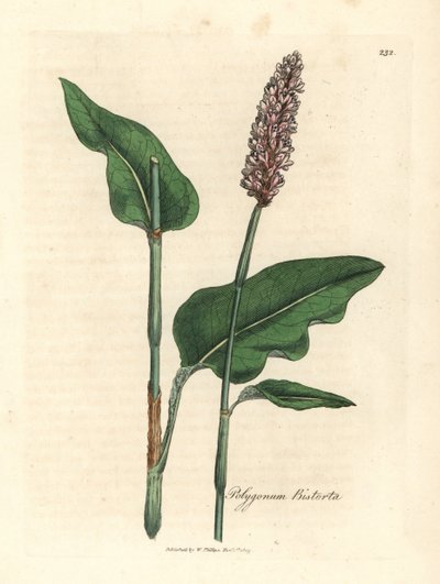 Bistorta mayor, Polygonum bistorta de James Sowerby