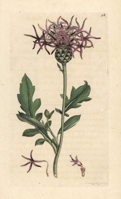 Centaurea scabiosa (Centauree scabieuse) Grabado en cobre coloreado a mano según una ilustración de James Sowerby de James Smith