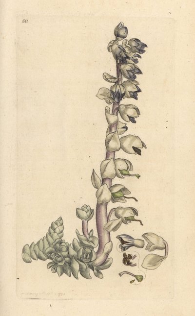 Greater toothwort, Lathraea squamaria (Grande cardamine) Grabado en cobre coloreado a mano según una ilustración de James Sowerby de James Smith