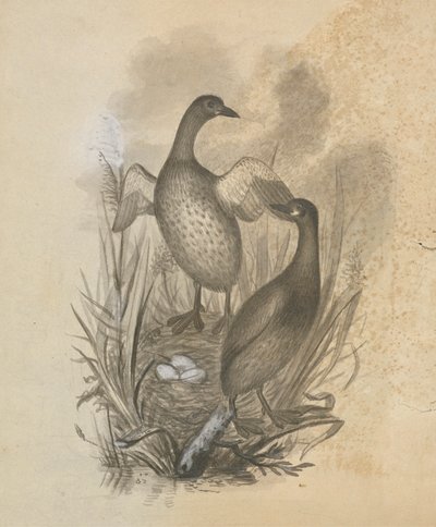 Zampullines de James Sowerby