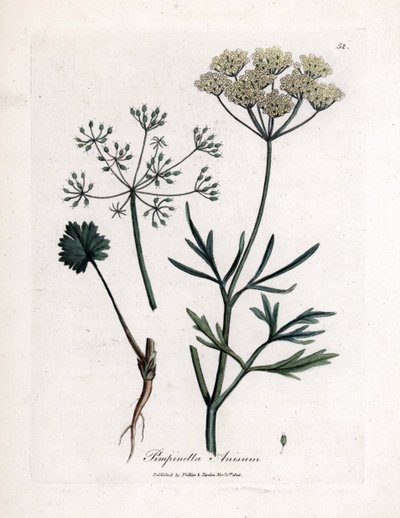Anís verde (Pimpinella anisum). Grabado en cobre coloreado a mano a partir de una ilustración de James Sowerby. Extracto del libro de William Woodville y Sir William Jackson Hooker "Botanique medicinale" 1832. El incansable Sowerby (1757-1822) dibujó más d de James Sowerby